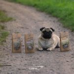 Sammy The Pug mit Petman Barf